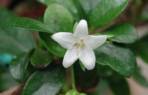 茶在植物学分类属于什么科什么属？