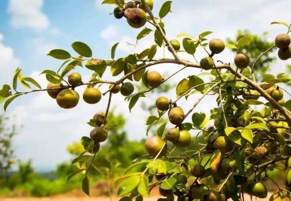 湖北竹溪油茶产业生态化促进茶农增收